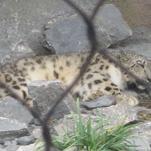 Aug. 2012-Renji, a Snow Leopard