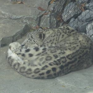 Aug. 2012-Nubo, a Snow Leopard