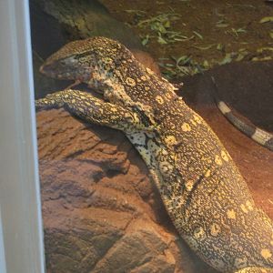 Aug. 2012-Ornate Monitor