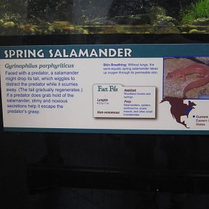 Aug. 2012-Salamander sign