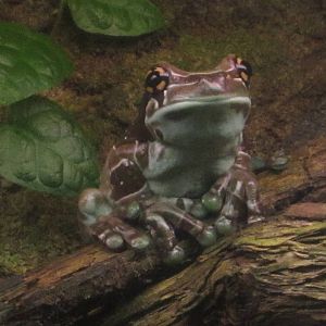 Aug. 2012-Amazon Milk Frog