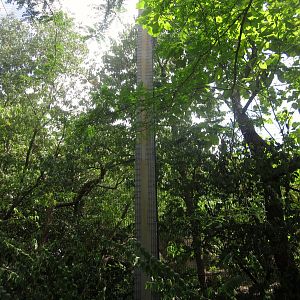 Aug. 2012-Steller's Sea Eagle aviary from below