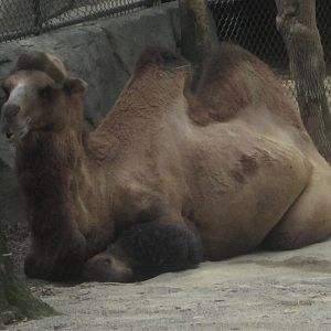 Aug. 2012-Humphrey, a Bactrian Camel
