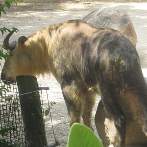 Aug. 2012-Sichuan Takin