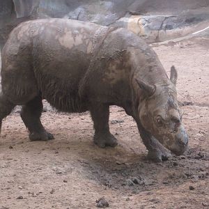 Aug. 2012-Ipuh in Suci's yard