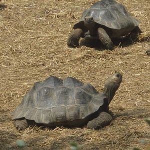 Aug. 2012-Galapagos Tortoises