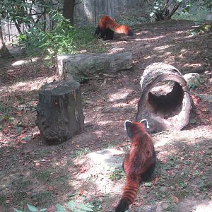 Aug. 2012-Red Pandas