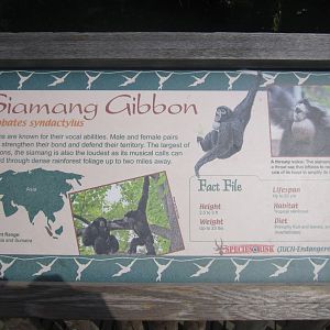 Aug. 2012-Gibbon sign