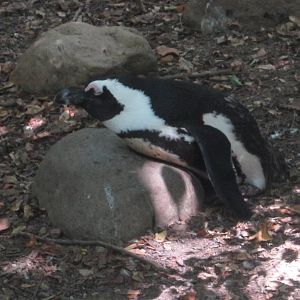 Aug. 2012-African Penguin