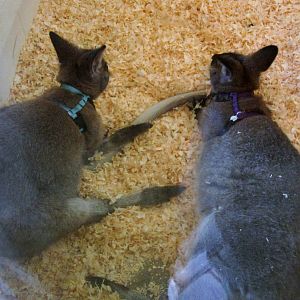 Aug. 2012-Don and Tom, Bennett's Wallabies