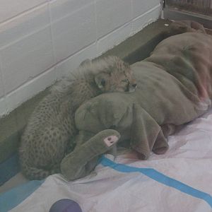 Aug. 2012-Baby Savannah