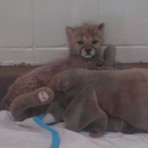 Aug. 2012-Baby Savannah