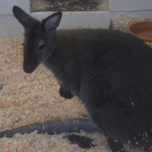 Aug. 2012-Bennett's Wallaby