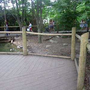 Aug. 2012-African Penguin exhibit