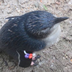 Aug. 2012-Little Penguin