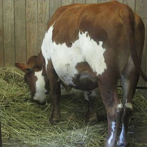 Aug. 2012-Miniature Cattle