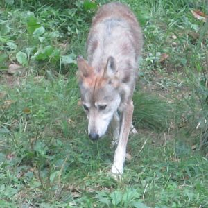 Aug. 2012-Female Mexican Wolf