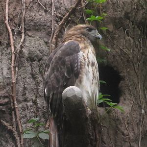 Aug. 2012-Red-tailed Hawk