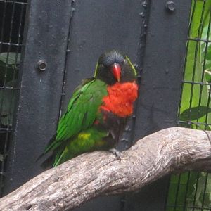 Aug. 2012-Green-naped Lorikeet