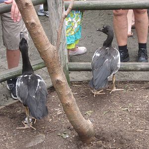 Aug. 2012-Young Magpie Geese