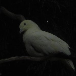 Aug. 2012-Pied Imperial Pigeon
