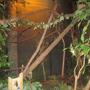 Aug. 2012-Raggiana Bird-of-Paradise exhibit