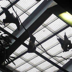 Aug. 2012-Giant Fruit Bats