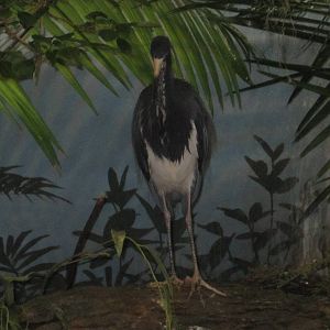 Aug. 2012-Tri-colored Heron