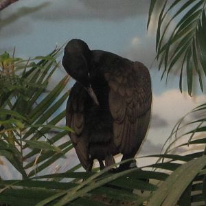 Aug. 2012-Double-crested Cormorant