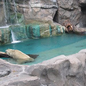 Aug. 2012-First Polar Bear pool