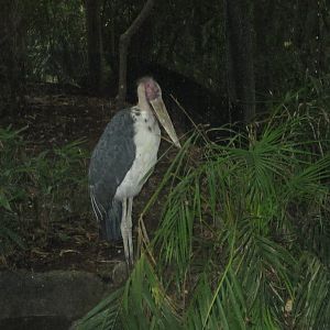 Aug. 2012-Lesser Adjutant