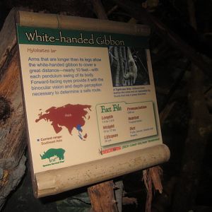 Aug. 2012-Gibbon sign