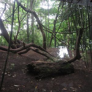 Aug. 2012-Coquerel's Sifaka outdoor exhibit