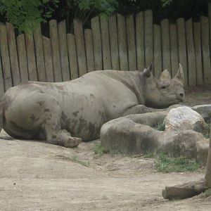 Aug. 2012-Klyde, the Eastern Black Rhinoceros