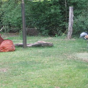 Aug. 2012-Eastern Bongo and East African Crowned Crane