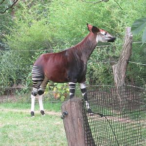 Aug. 2012-Kuva, an Okapi