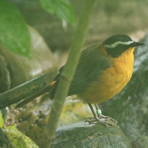 White-browed robin-chat