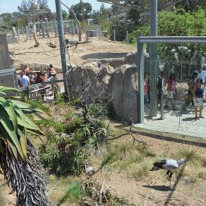 Secretary Bird Aviary