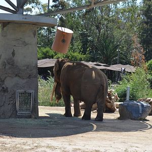 Asian Bull Elephant Ranchipur - Elephant Odyssey