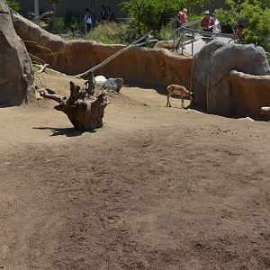 Mixed Dromedary/Pronghorn Yard - Elephant Odyssey
