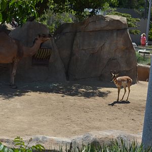 Mixed Dromedary/Pronghorn Yard - Elephant Odyssey