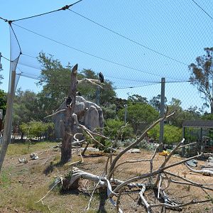 California Condor Aviary