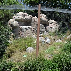 Bataleur Eagle Aviary