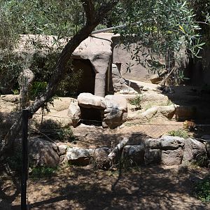 Striped Hyena Exhibit