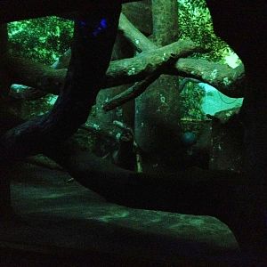 Aug. 2012-Clouded Leopard exhibit