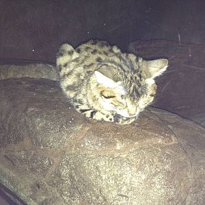 Aug. 2012-Black-footed Cat