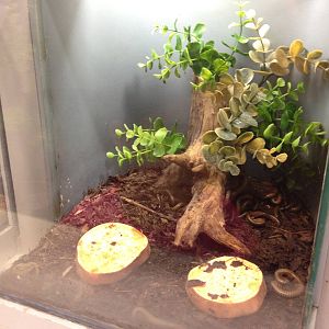 Aug. 2012-New Amazon Millipede exhibit