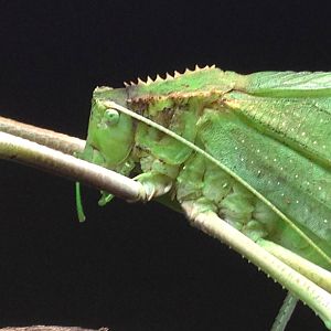 Aug. 2012-Malayan Leaf Katydid