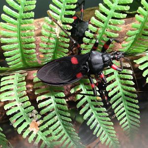 Aug. 2012-Red-eyed Assassin Bug