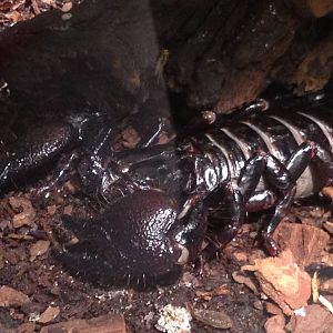 Aug. 2012-Emperor Scorpion